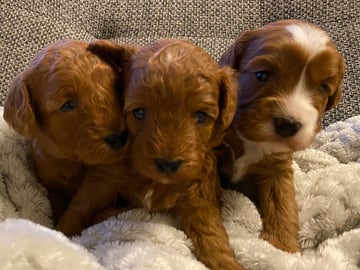 Cavapoo · Uppsala · Maria N.