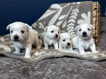West Highland White Terrier · Sandefjord · Bruadar an duine gheal