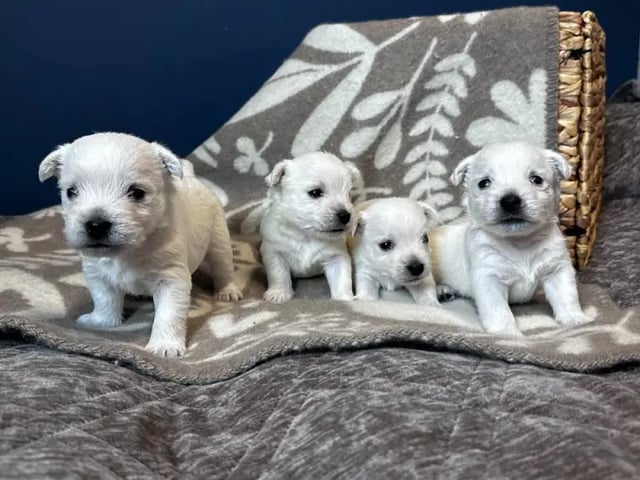 West Highland White Terrier