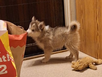 Fairdogs