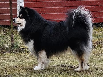 Finnish Lapphund · Ottestad · Helle Irene Braathen