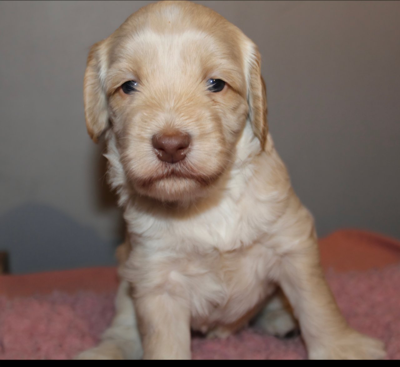 Dalkullas labradoodle