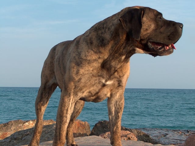 Presa canario