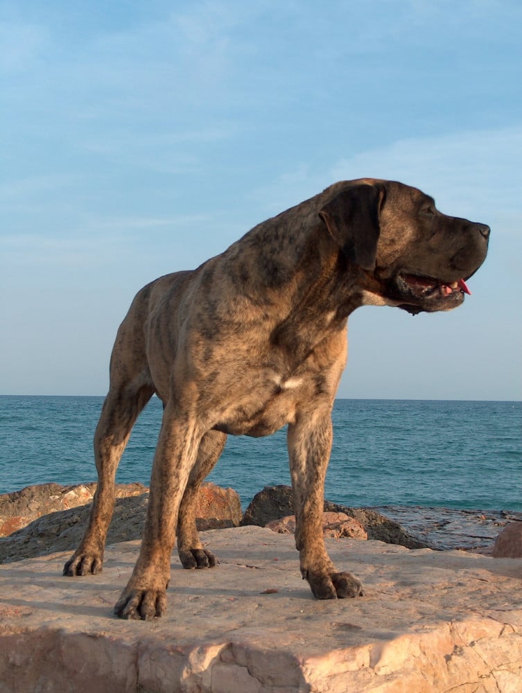 Presa canario