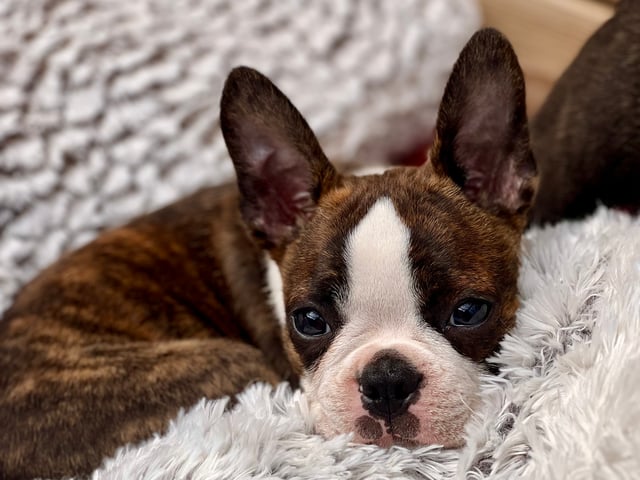 Boston terrier