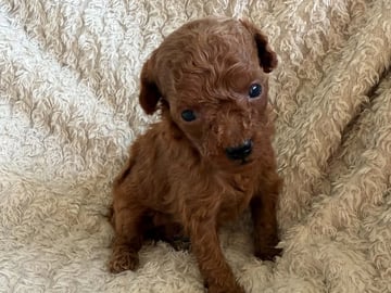 Toy puddel · Tumba · Samuel P.