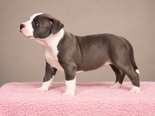 American staffordshire terrier