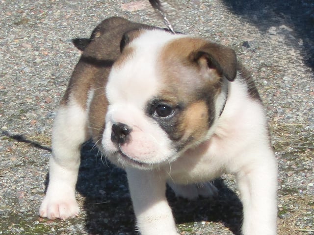 Engelsk bulldog