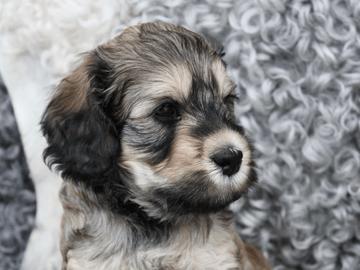 Backamos Labradoodle