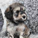 Labradoodle
