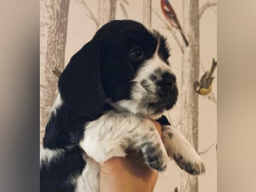 Passion Spaniels