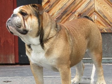 Maxibull