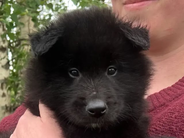 Belgisk hyrdehund – Groenendael
