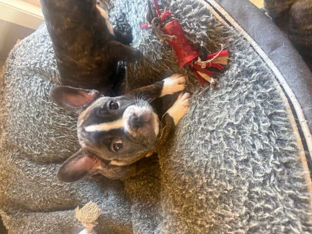 Fransk bulldog · Sandnes · Beatrice Aase-Myrén