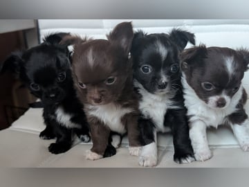 Chihuahua Långhåriga · Stenhamra · Cattlegirls