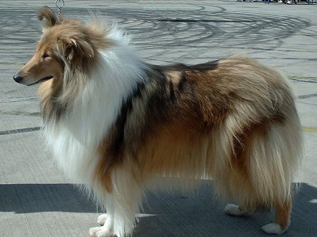 Collie