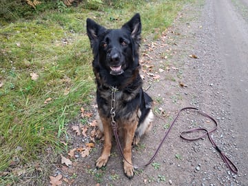Schæferhund · Hova · Charming Shepherd's
