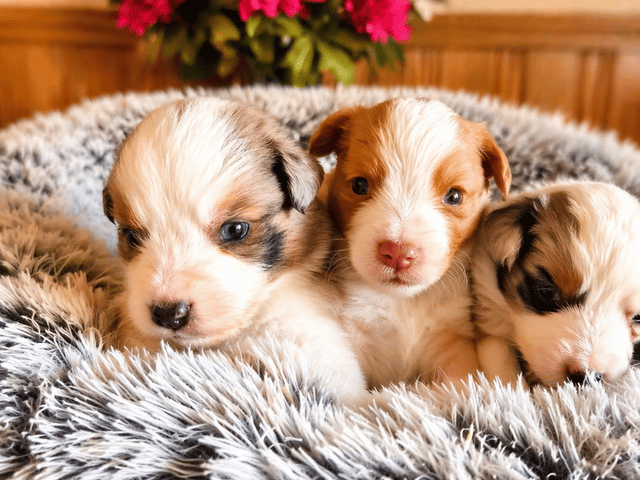 Miniature American Shepherd