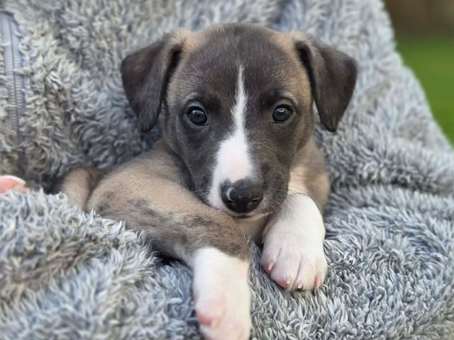 Whippet