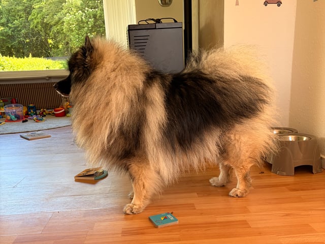Keeshond