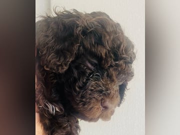 Redéns Lagotto