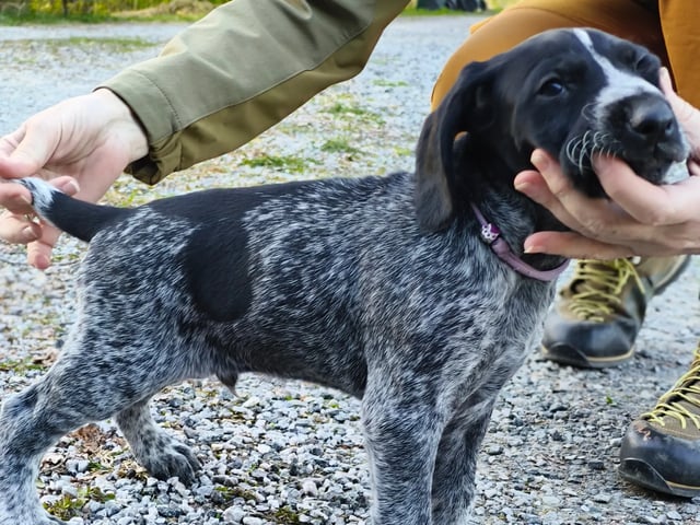 Vorstehhund