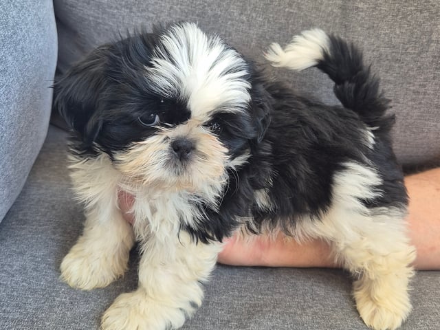 Shih Tzu