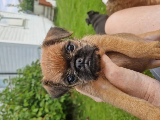 Griffon bruxellois