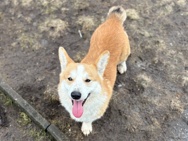 Welsh corgi pembroke