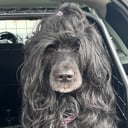 Mor: STARLIGHT EVVIVA BONANZA