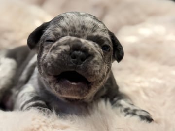Fransk bulldog · Hörby · Chubby cheeks
