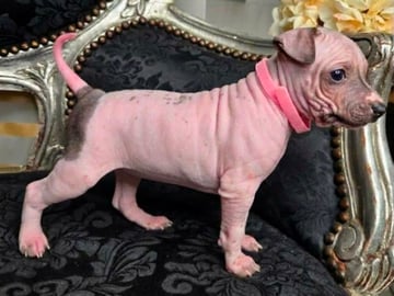 American hairless terrier · Upplands Väsby · AHT