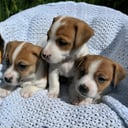 Jack russell terrier