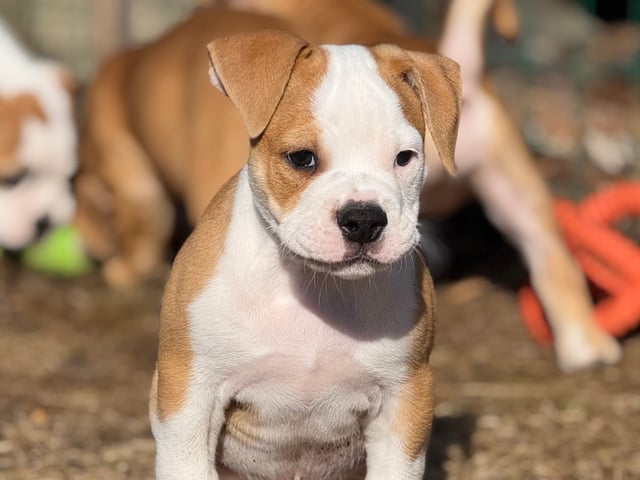 Continental Bulldog
