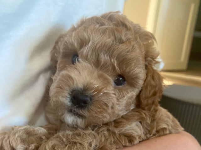 Maltipoo