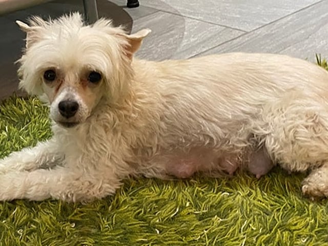 Chinese crested dog