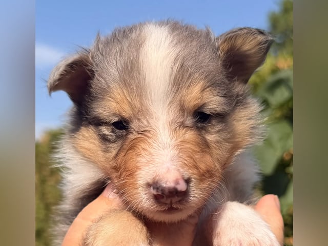 Shetland sheepdog