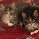 Maine Coon