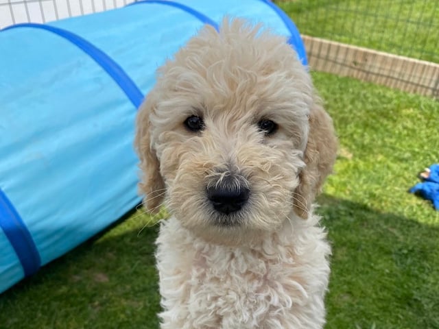 Labradoodle