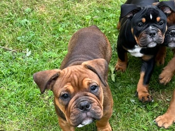 Olde English Bulldogge · Malmö · Ulrika L.
