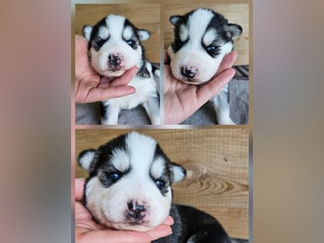 Siberian Husky/Alaska Husky · Kolbu · Bjerkehagen Husky