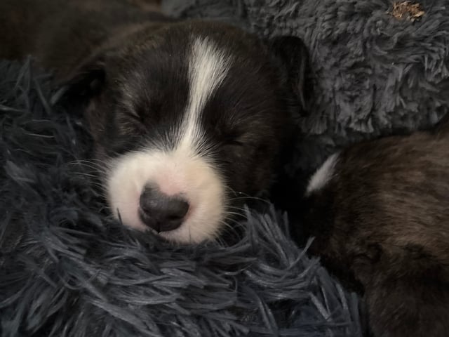 Welsh corgi cardigan
