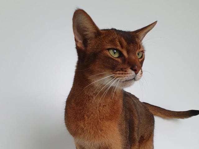 Abyssinier