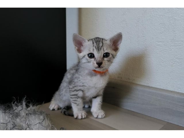 Egyptisk Mau