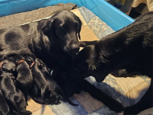 Flatcoated retriever