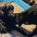 Flatcoated retriever