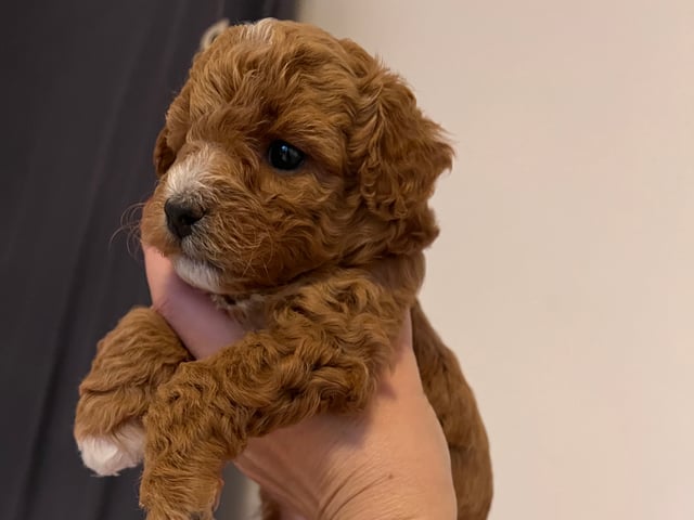 Maltipoo · Upplands väsby · Katarina