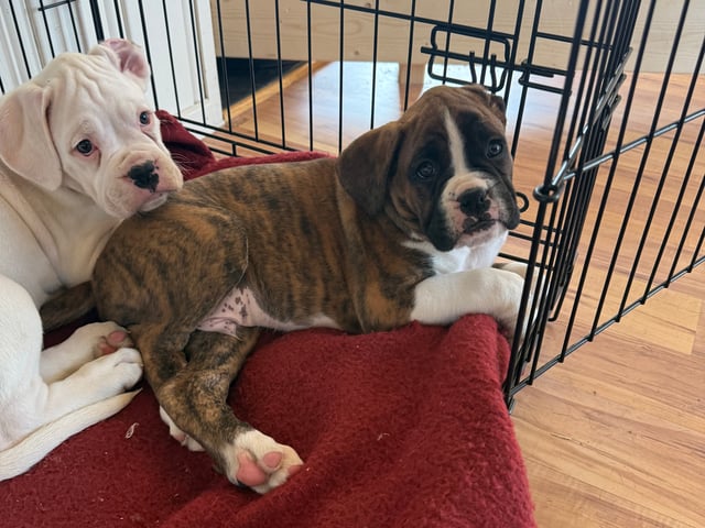 Boxer