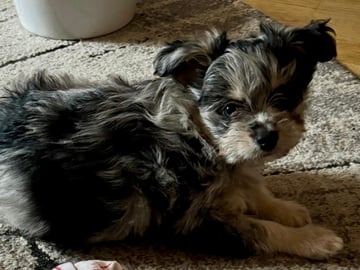 Chihuahua blandras · Bålsta · Bålsta