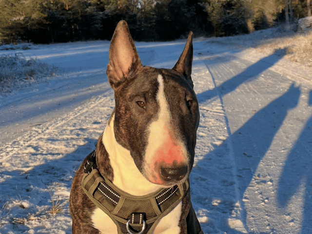 Miniature Bull Terrier